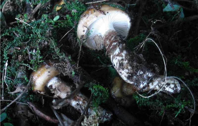 Hebeloma radicosum e Hygrophorus persoonii